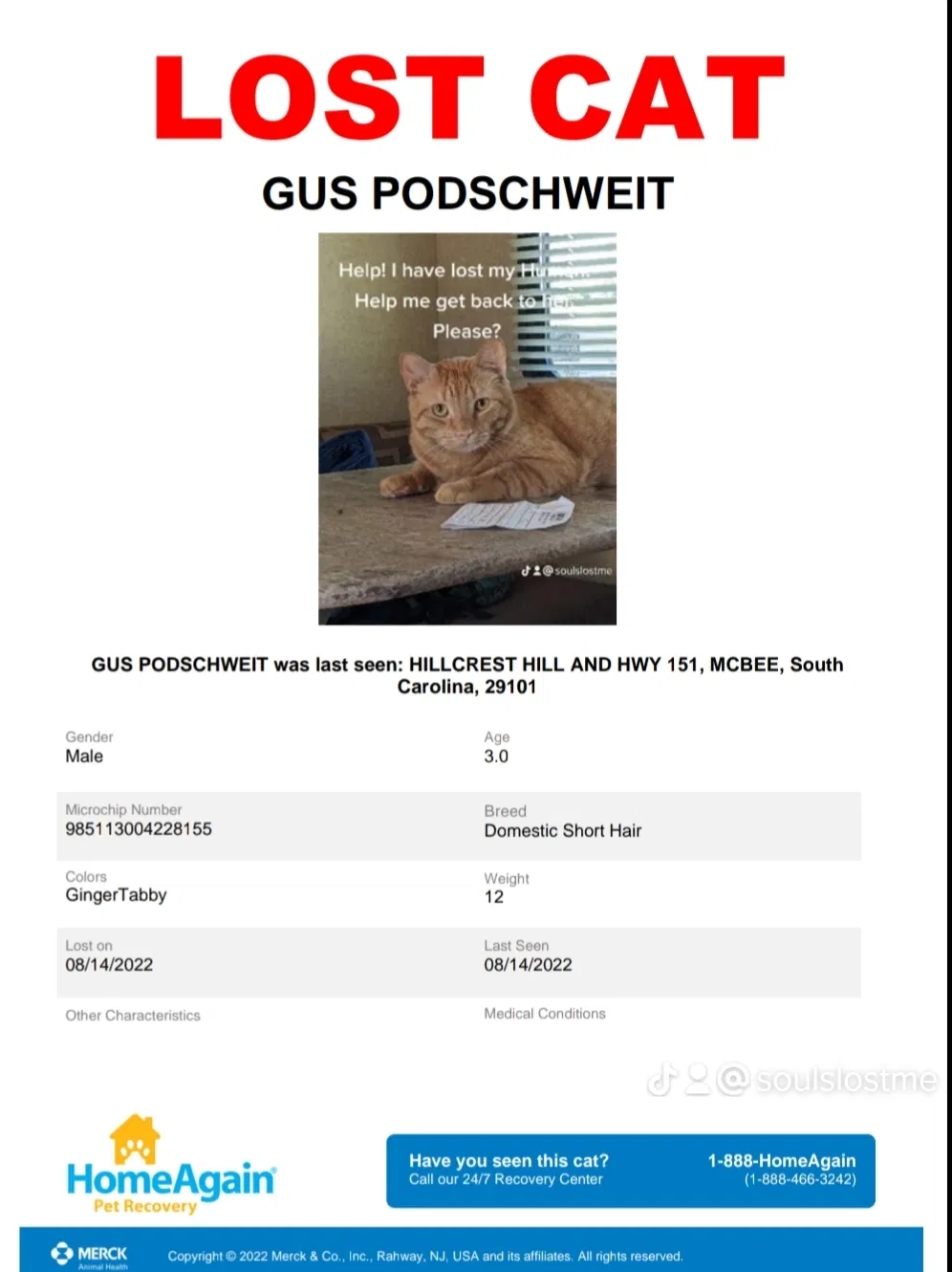 Lost cat in Mc Bee, SC, 29101