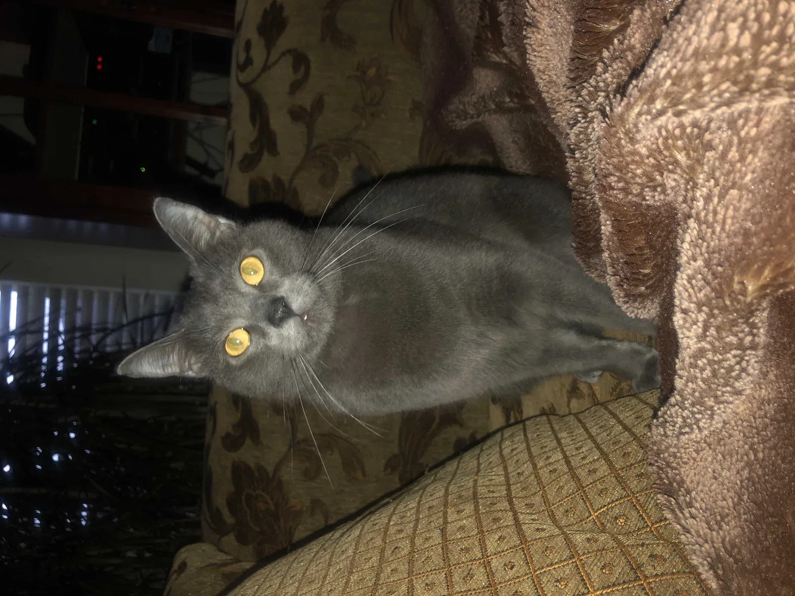 Lost cat in Woodway, TX, 76712