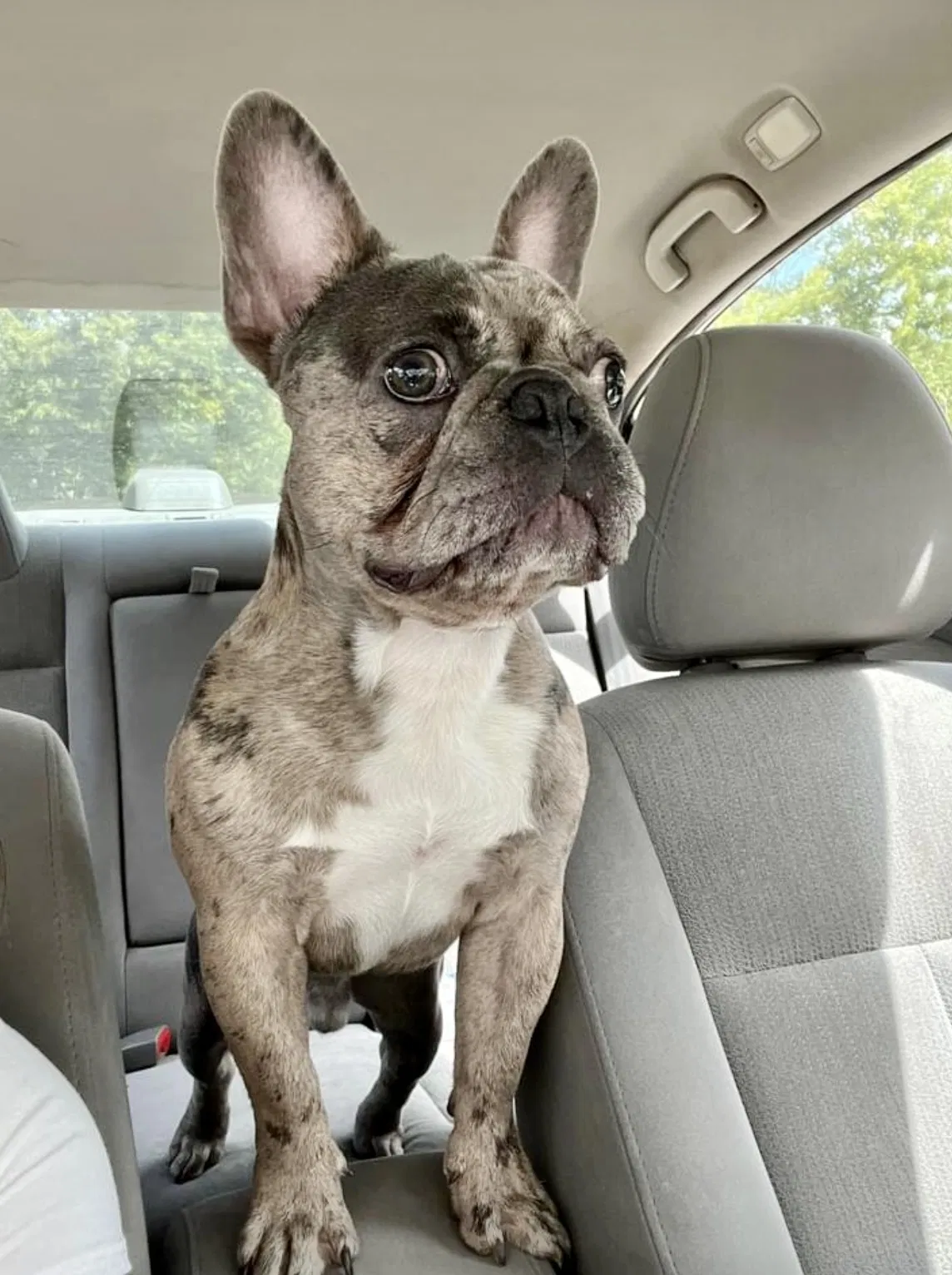 Lost dog in Bryan, TX, 77803