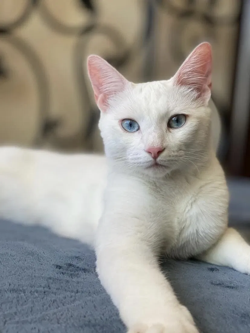 Lost cat in Temecula, CA, 92591