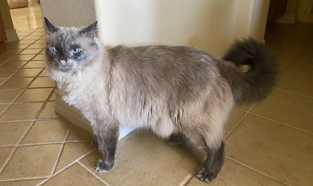Lost cat in Rancho Cucamonga, CA, 91737