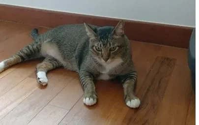 Lost cat in Marietta, GA, 30062