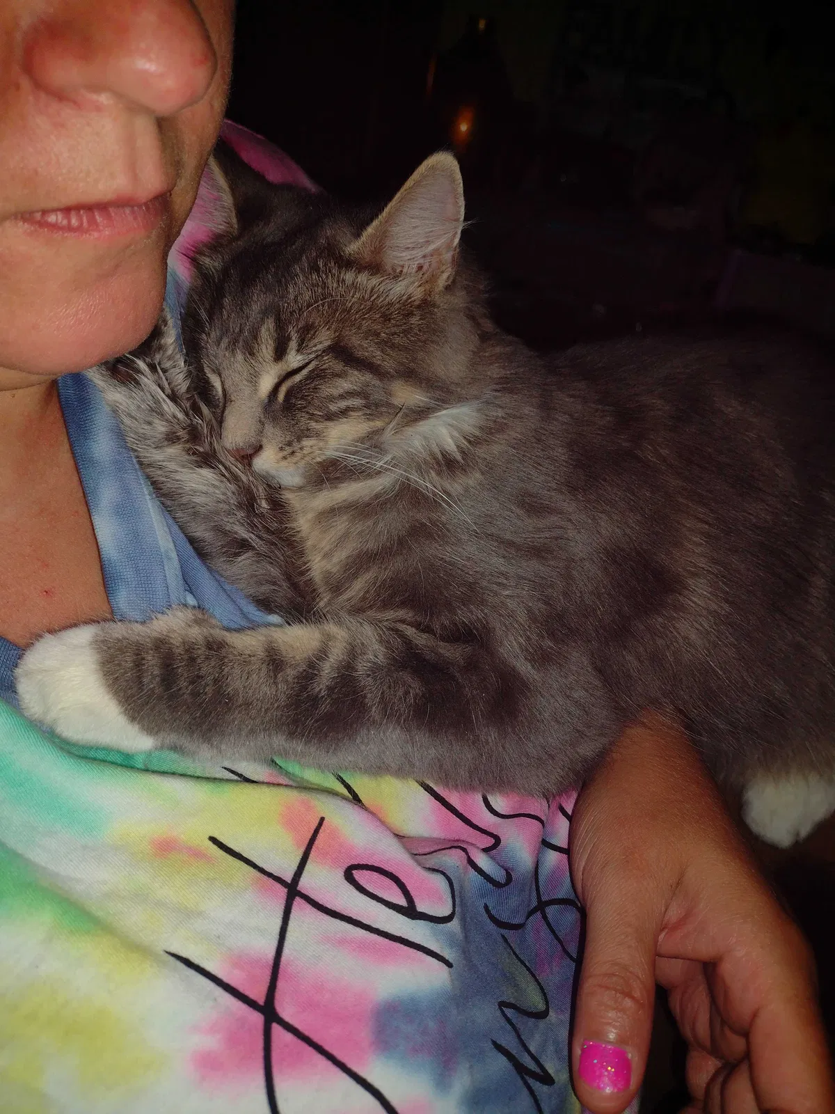 Lost cat in Bremen, KY, 42325