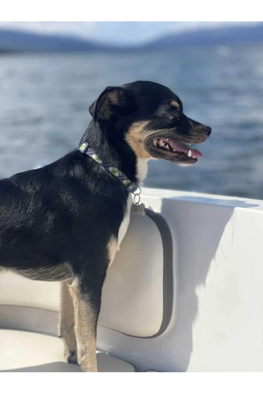 Lost dog in Missoula, MT, 59801