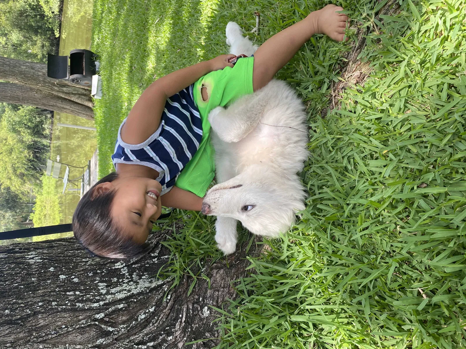 Lost dog in New Port Richey, FL, 34653