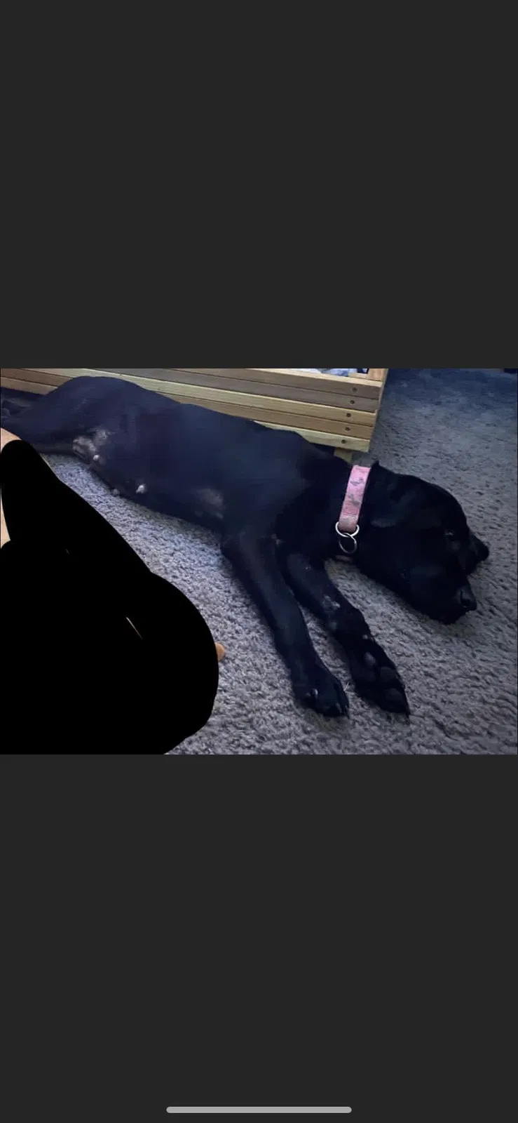 Lost dog in Greenville, TX, 75402