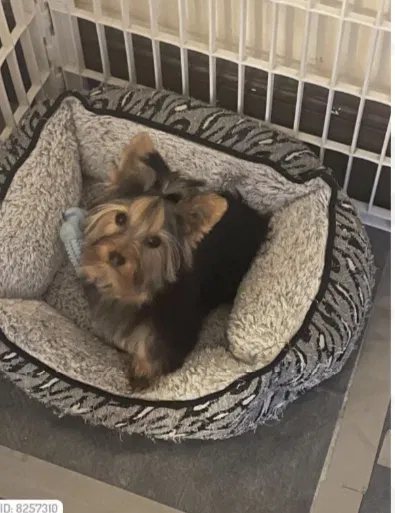 Lost dog in Milwaukee, WI, 53215