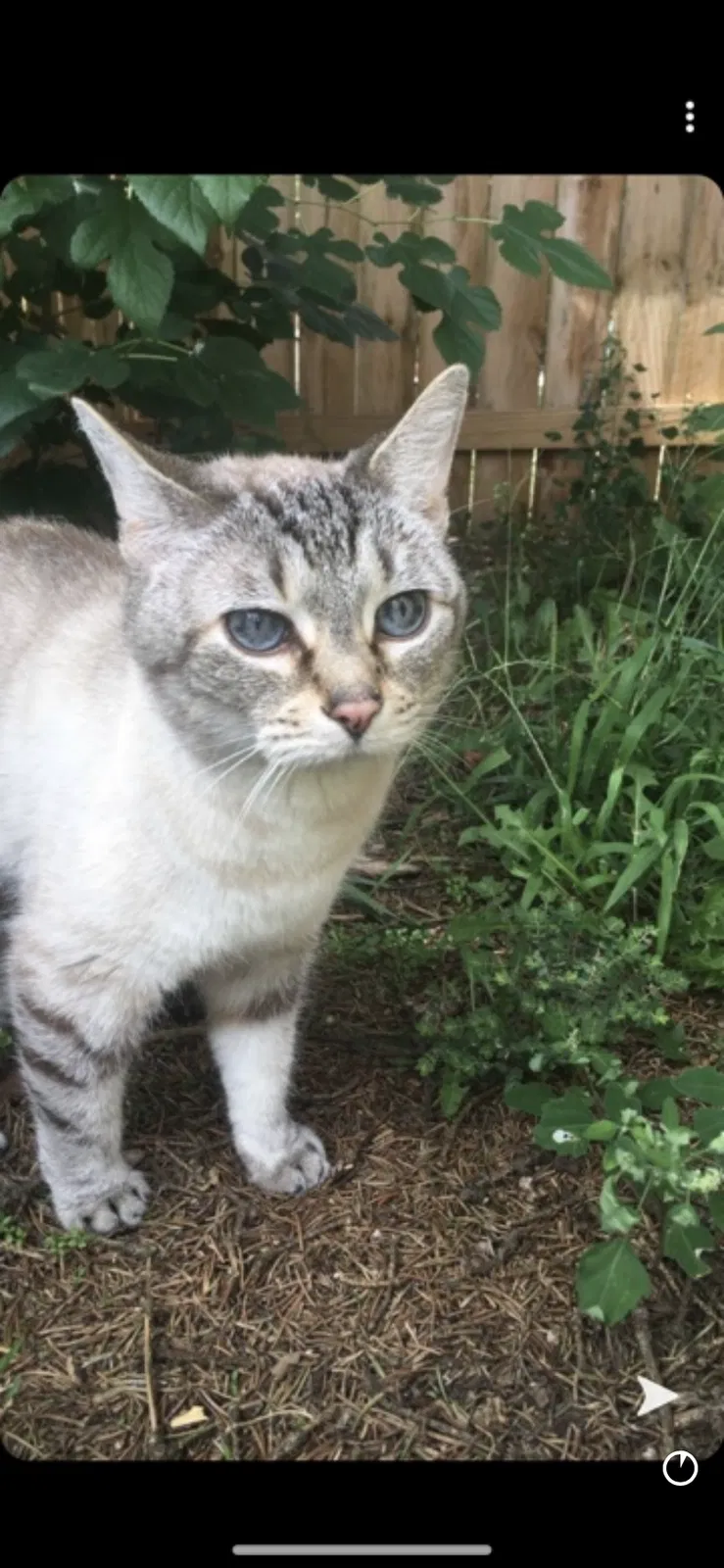 Lost cat in Louisville, KY, 40272
