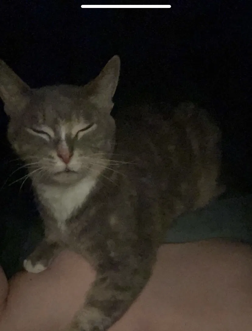 Lost cat in Mc Calla, AL, 35111