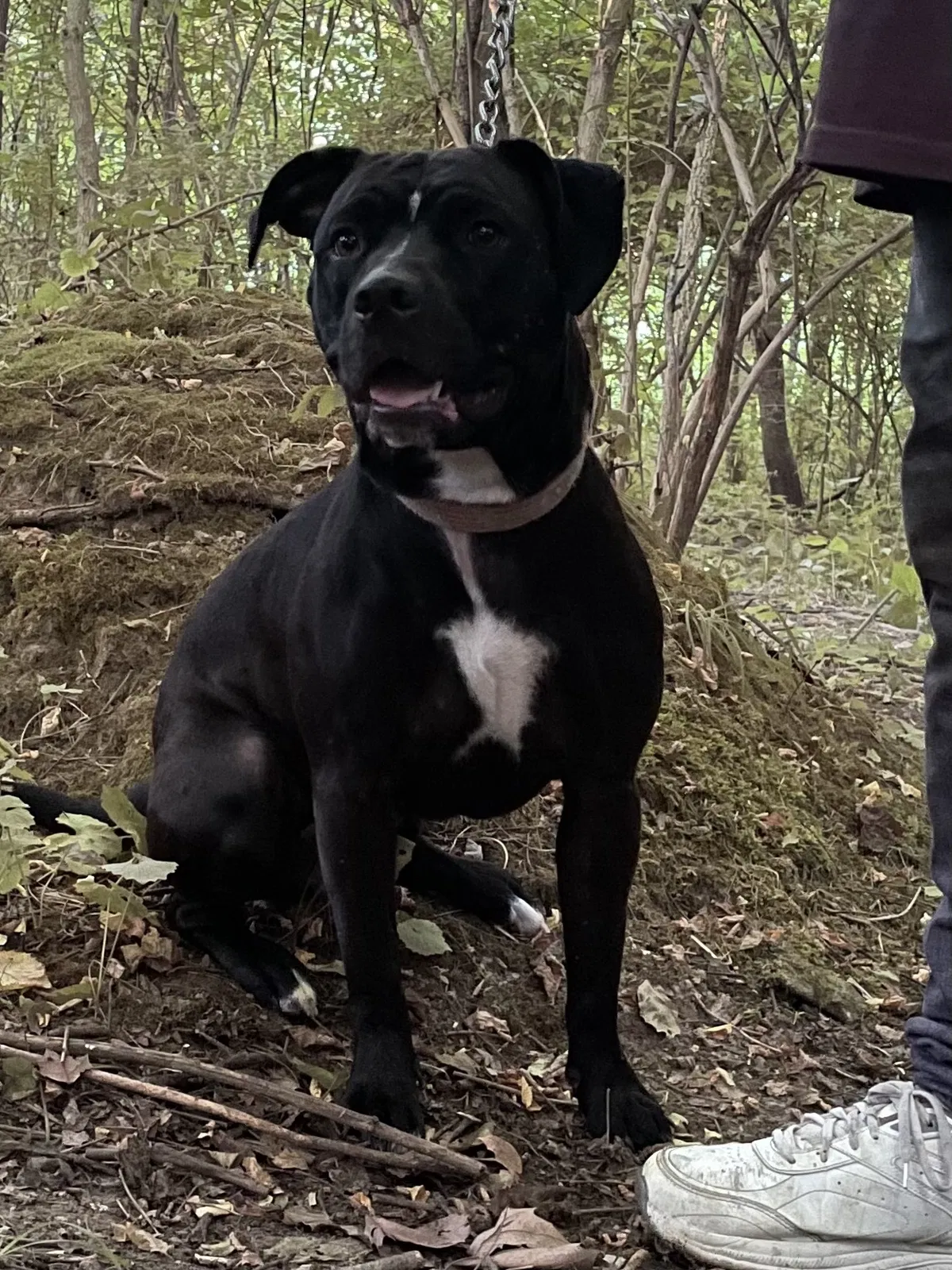 Lost dog in Dry Ridge, KY, 41035