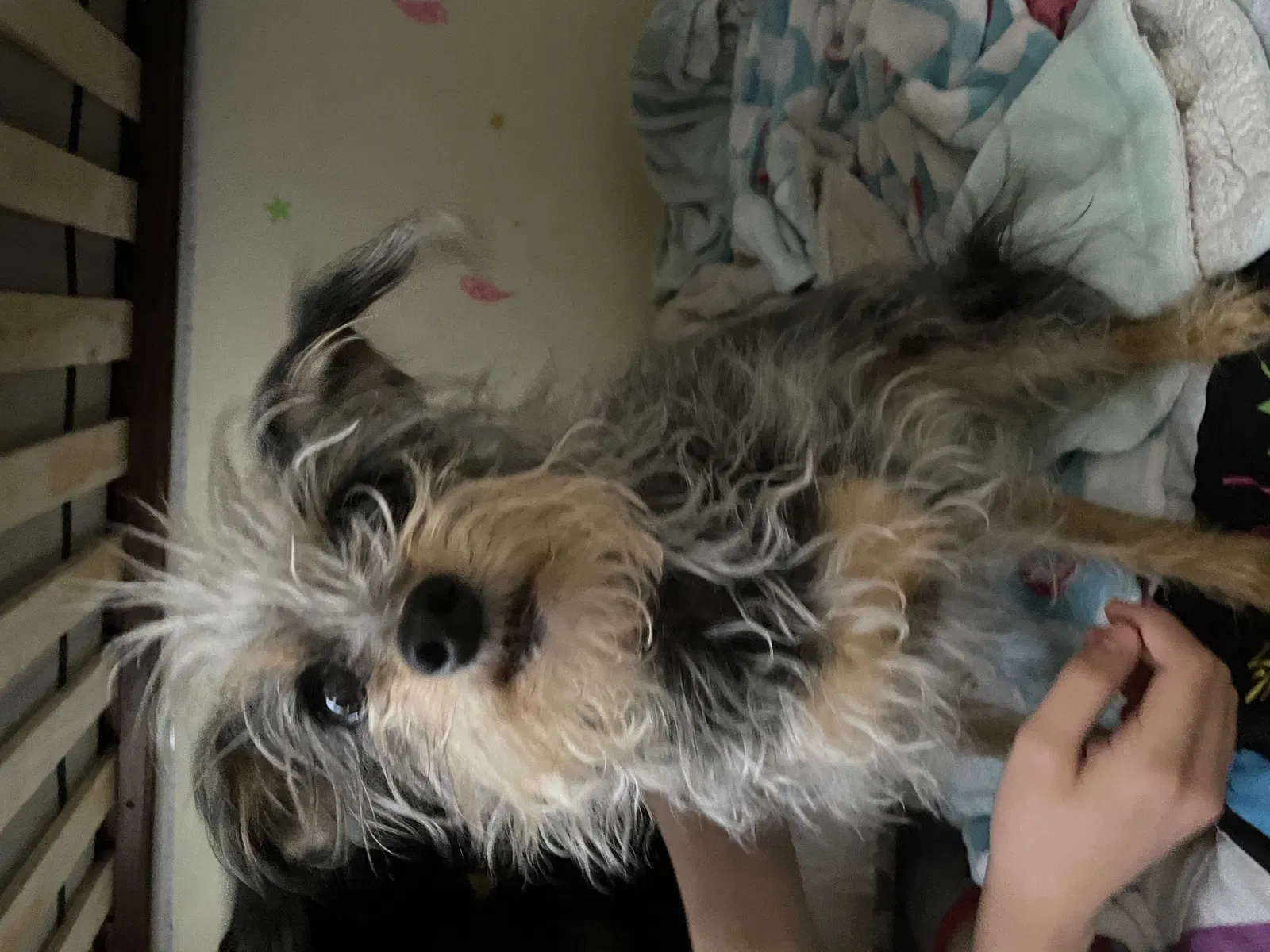 Lost dog in El Paso, TX, 79912
