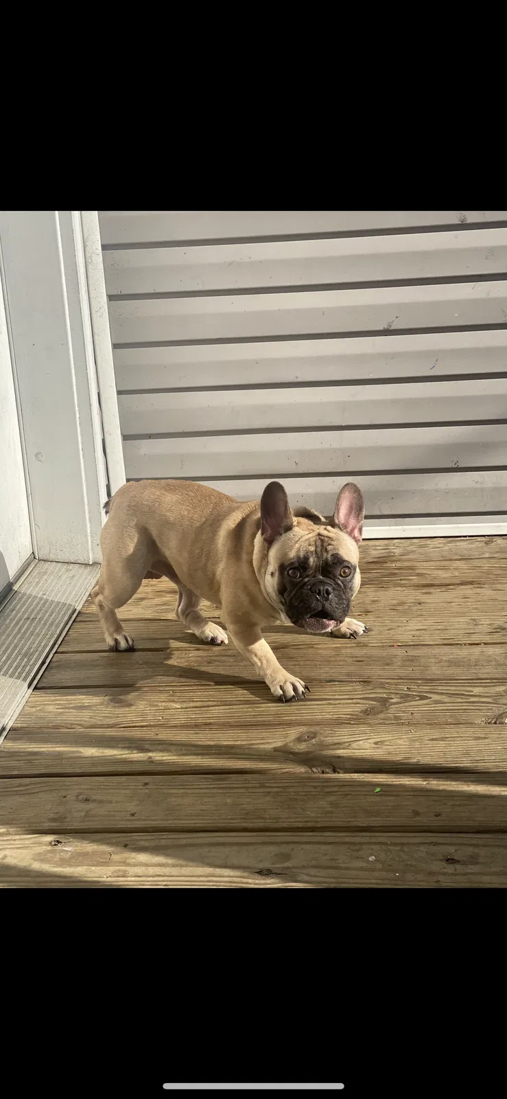 Lost dog in Chalmette, LA, 70043