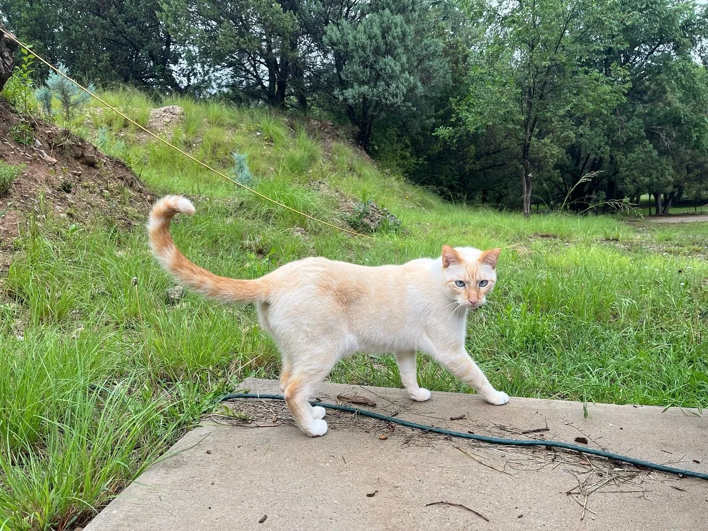 Lost cat in Denver, CO, 80231
