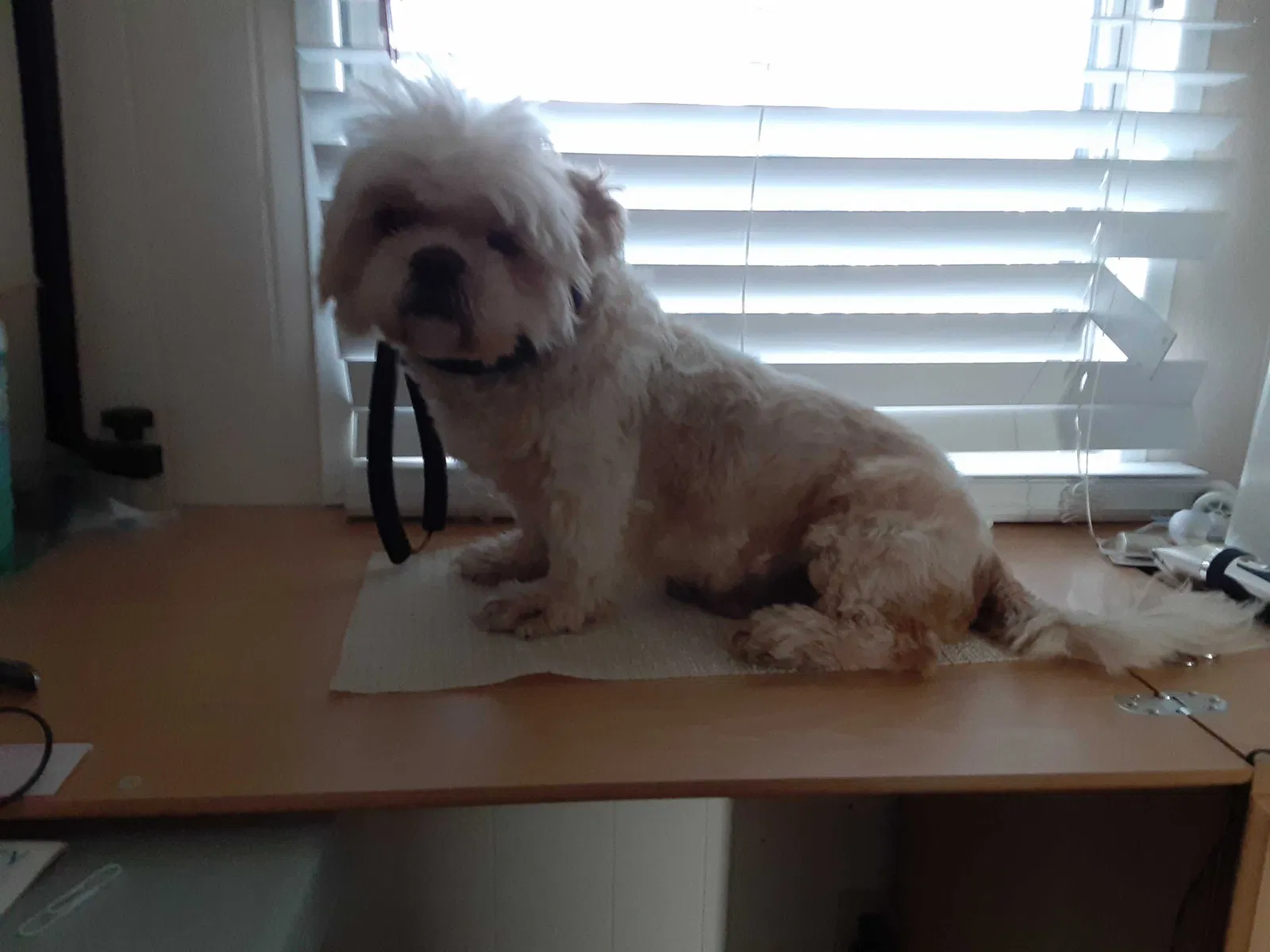 Lost dog in Palm Bay, FL, 32907
