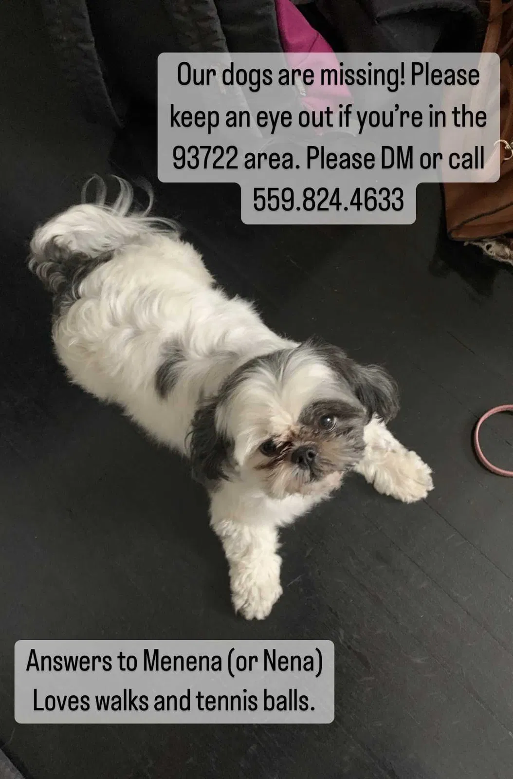 Lost dog in Fresno, CA, 93722