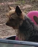 Lost dog in Tallahassee, FL, 32305