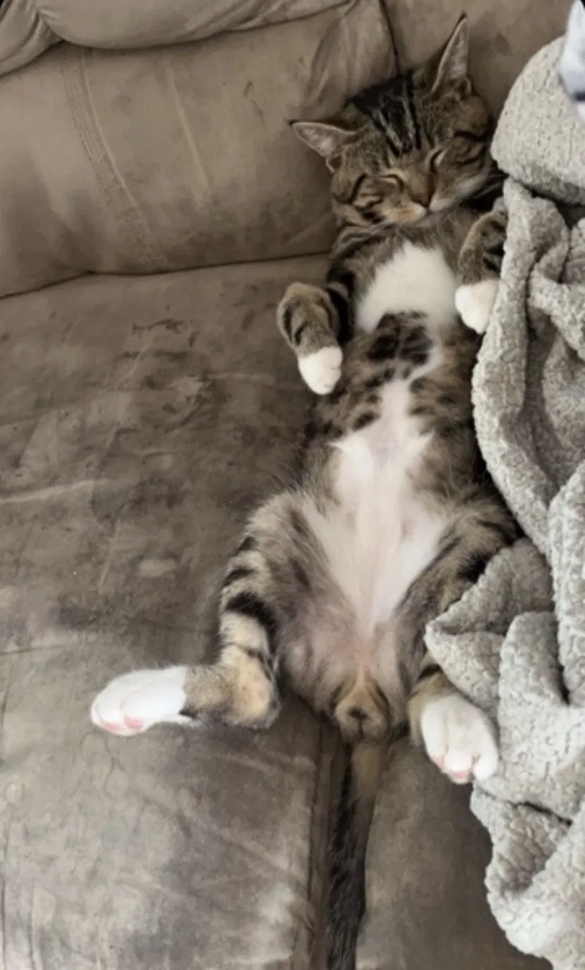 Lost cat in Mebane, NC, 27302