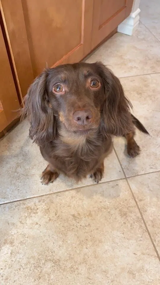 Lost dog in Murrieta, CA, 92563