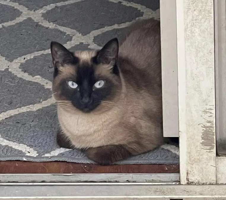 Lost cat in Kingsland, GA, 31548