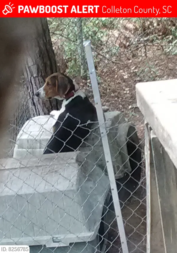 Lost dog in Round O, SC, 29474