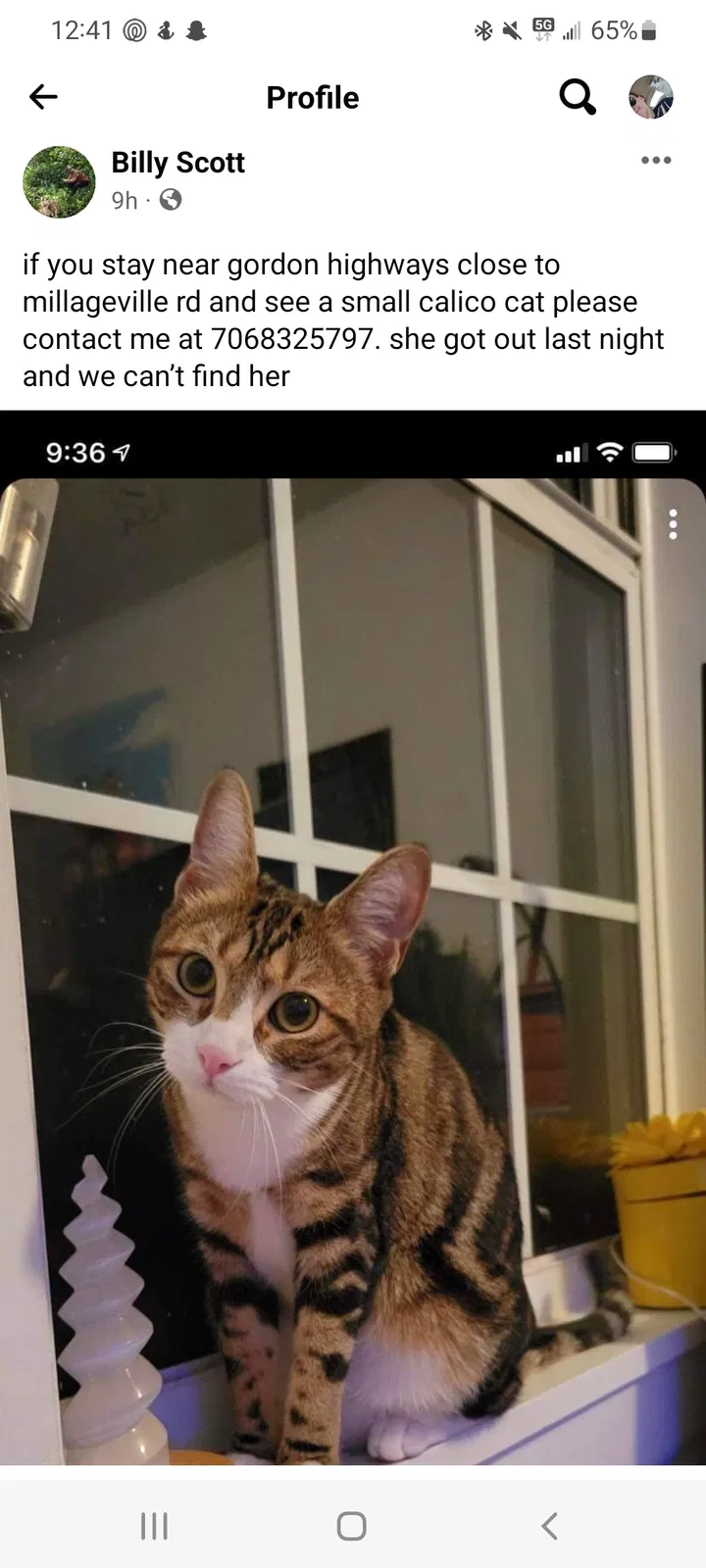 Lost cat in Augusta, GA, 30904