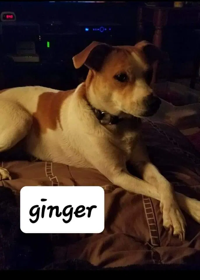 Lost dog in Louisville, KY, 40215