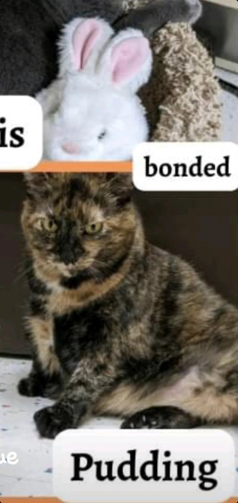 Lost cat in Irvine, CA, 92602