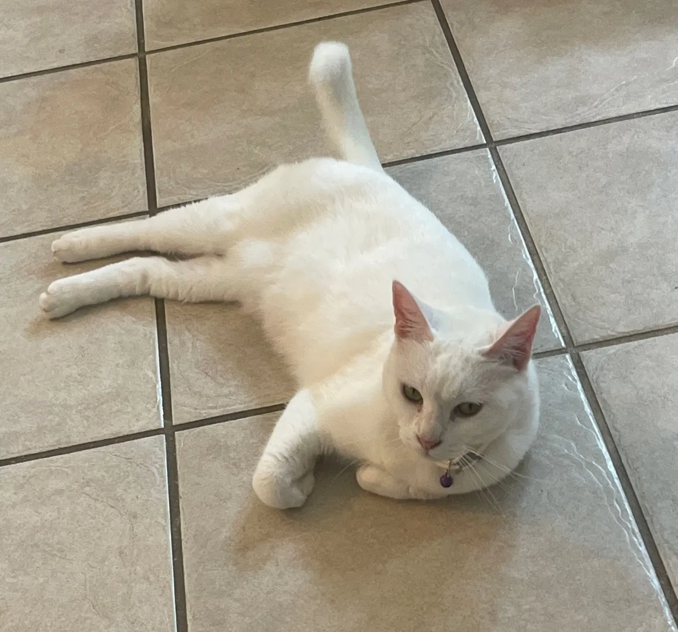 Lost cat in Katy, TX, 77494