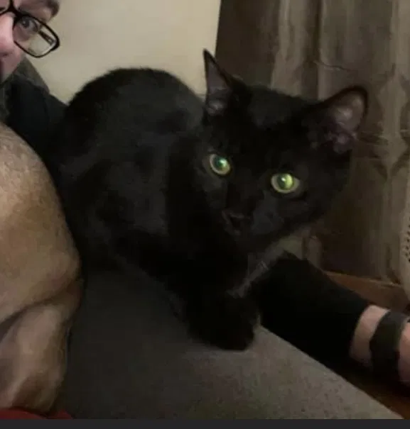 Lost cat in Knoxville, TN, 37923
