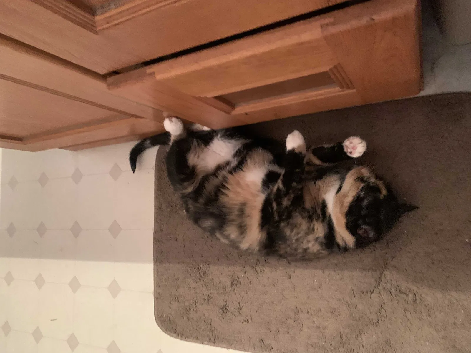 Lost cat in Tucson, AZ, 85748