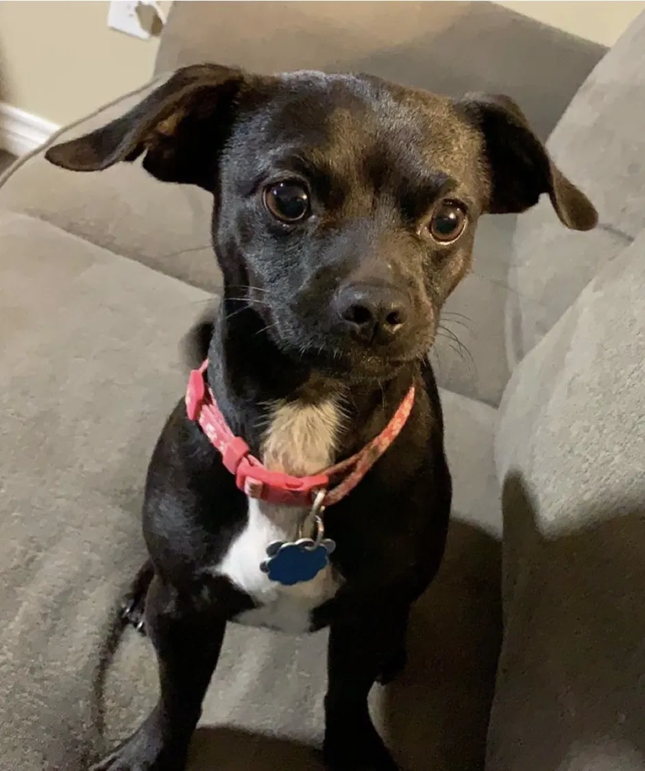 Lost dog in Richmond, TX, 77469
