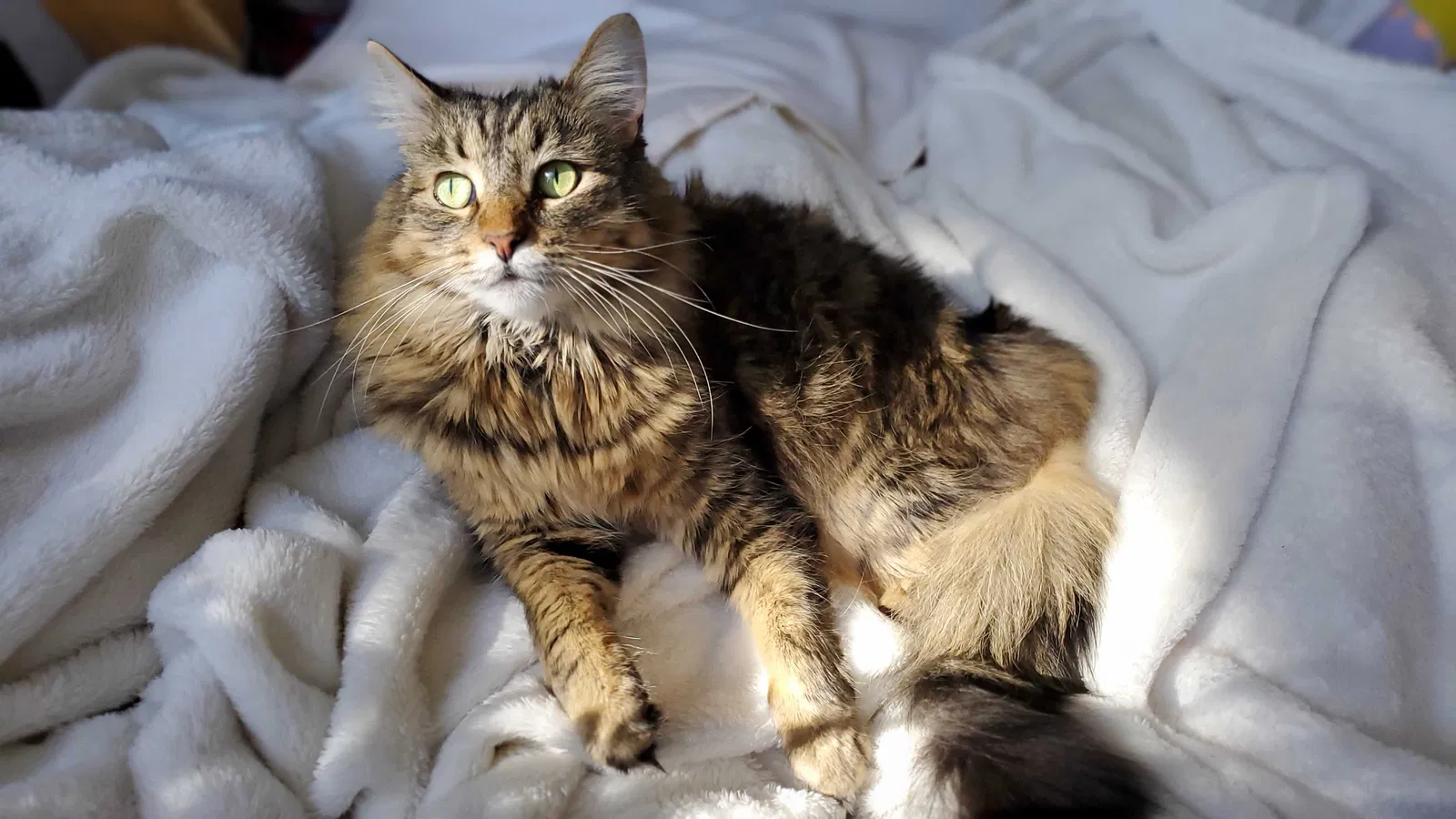 Lost cat in Whittier, CA, 90601