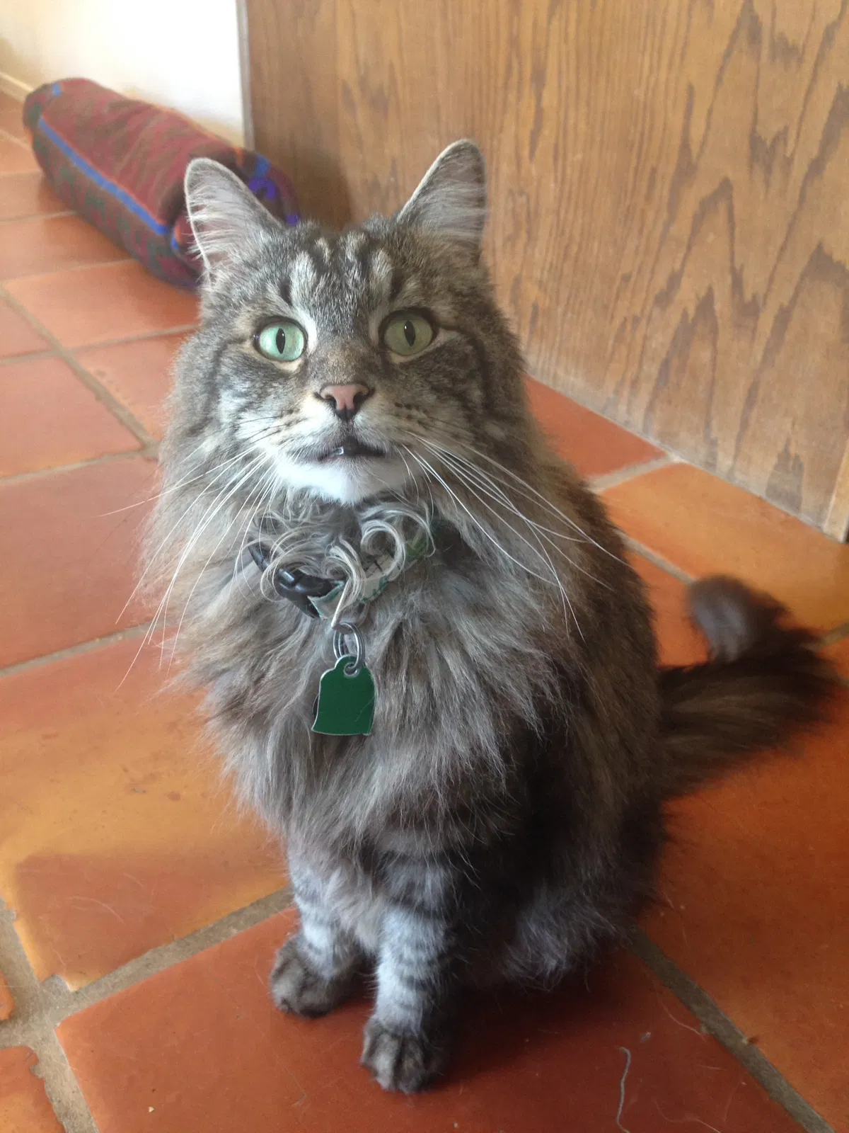 Lost cat in Santa Fe, NM, 87507