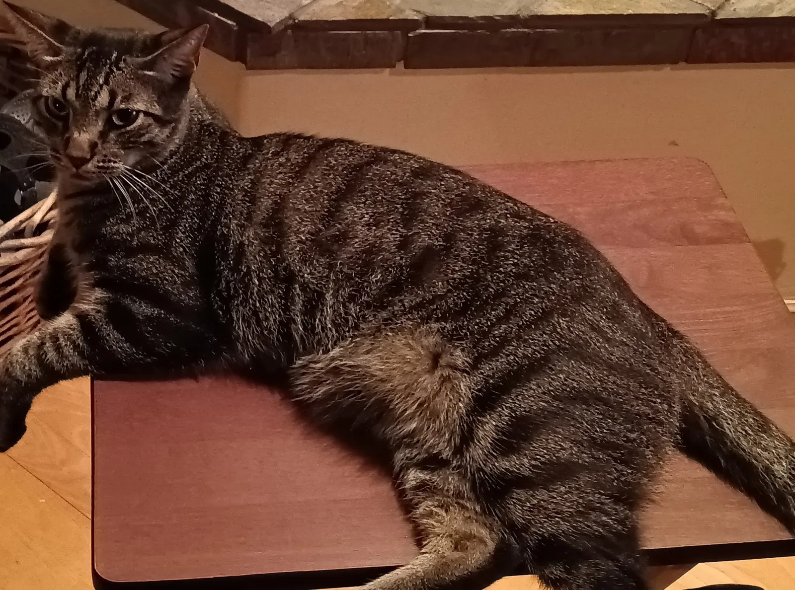 Lost cat in Queen Creek, AZ, 85142