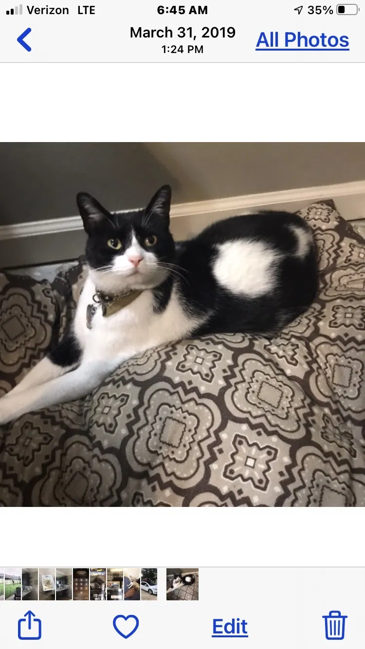 Lost cat in Baton Rouge, LA, 70817