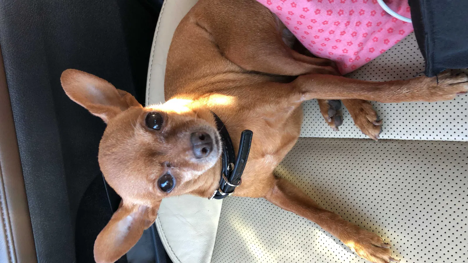 Lost dog in Las Vegas, NV, 89156