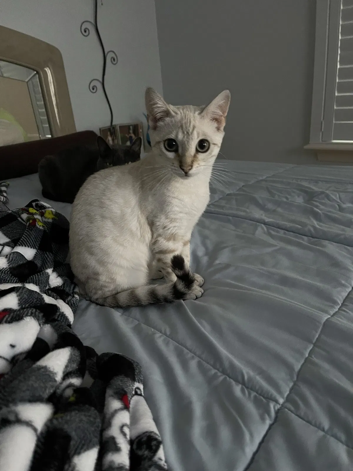 Lost cat in Virginia Beach, VA, 23455
