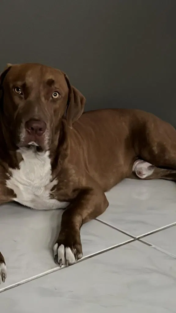 Lost dog in West Palm Beach, FL, 33415