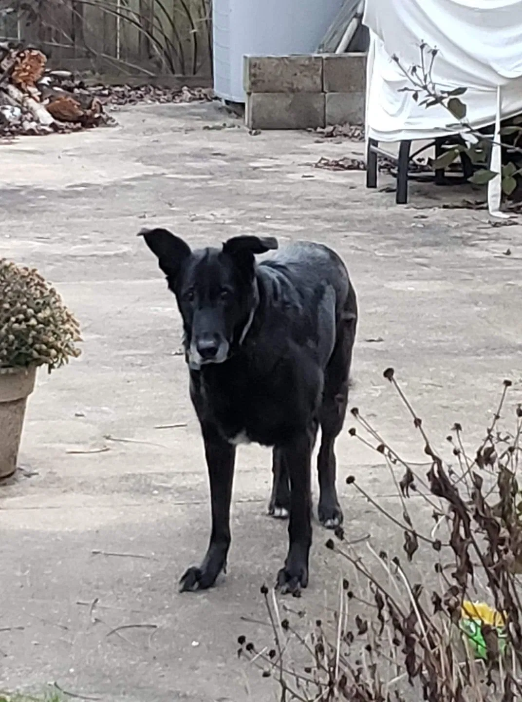 Lost dog in Bowie, MD, 20715
