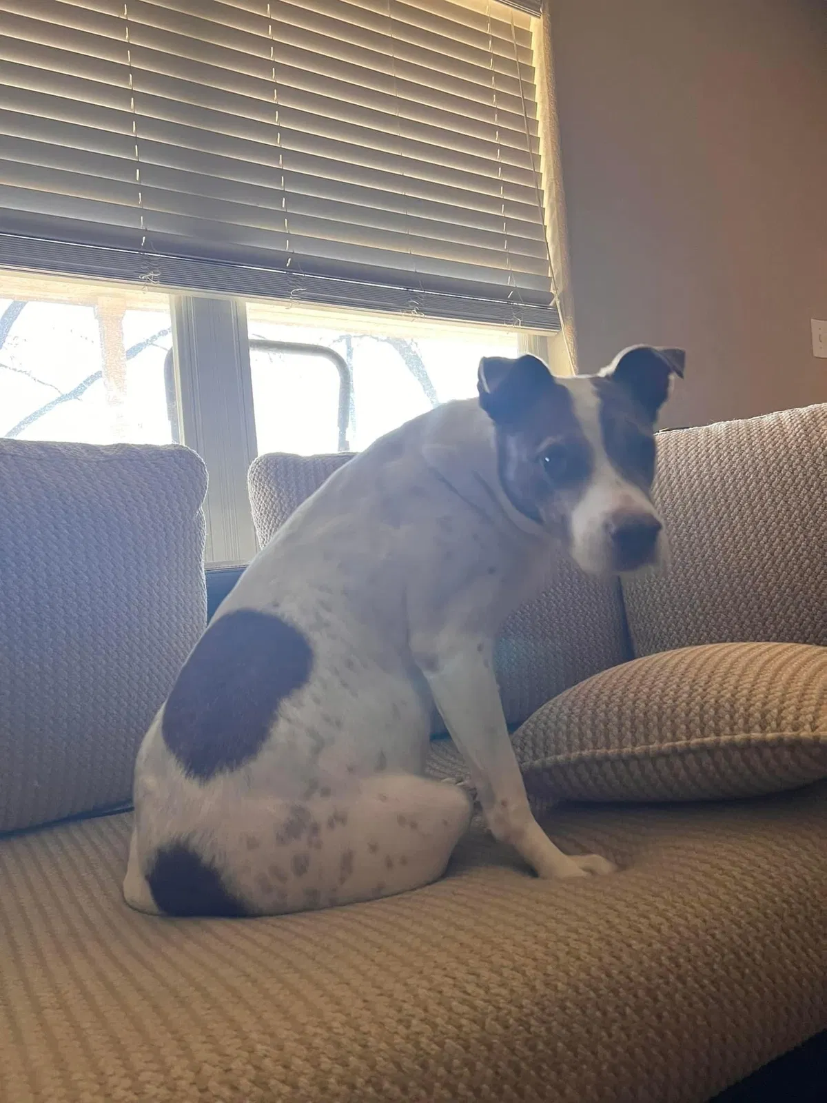 Lost dog in San Antonio, TX, 78252