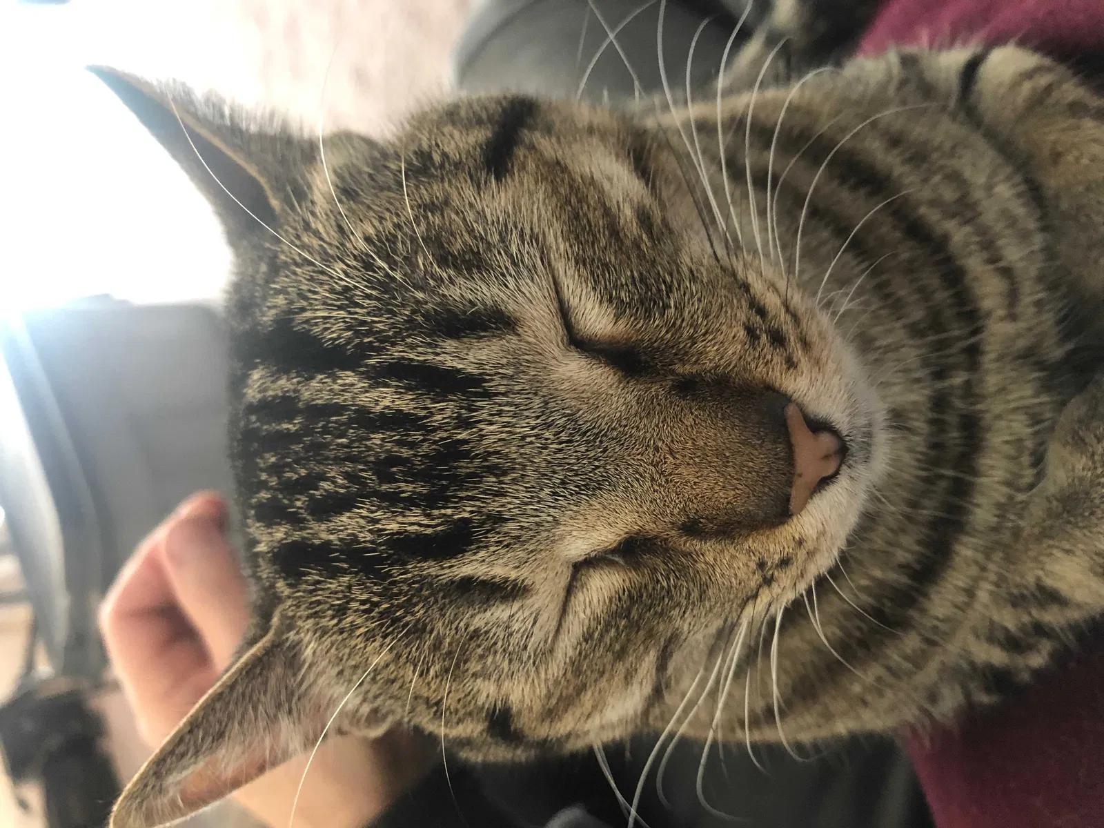 Lost cat in San Marcos, CA, 92078