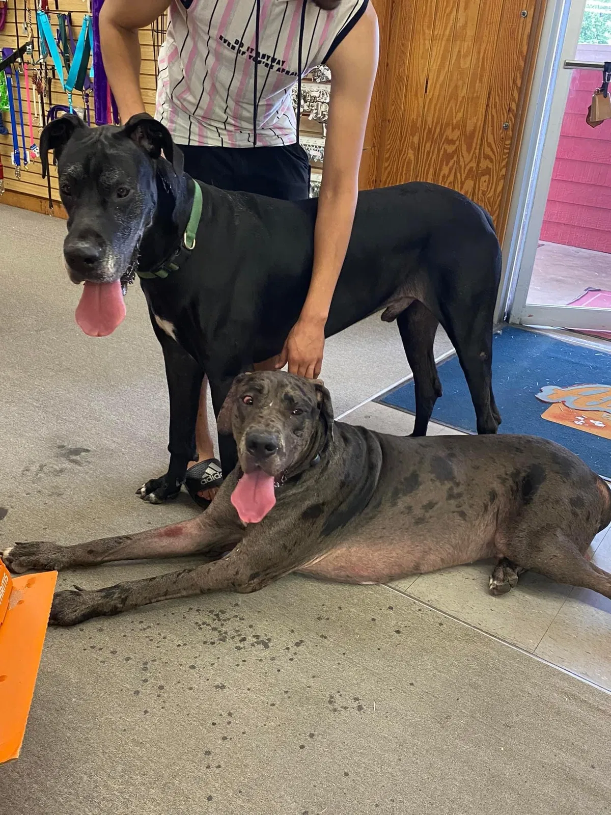 Lost dog in Pasadena, TX, 77503