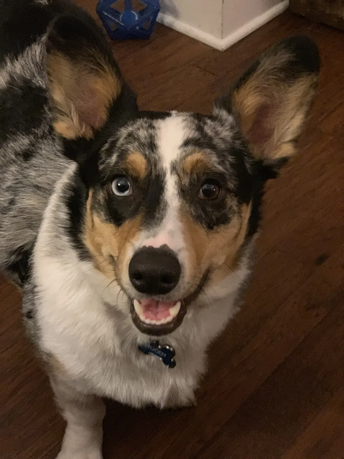 Lost dog in Asbury Park, NJ, 7712