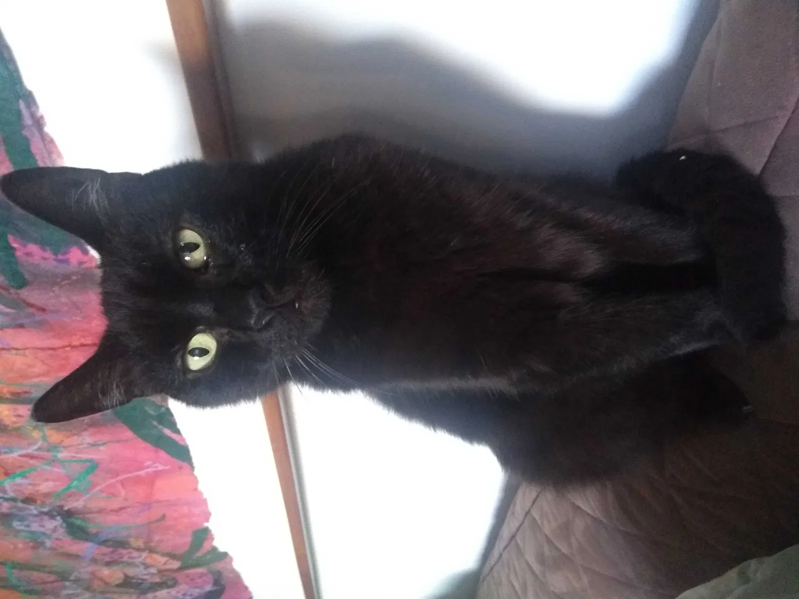 Lost cat in Portland, OR, 97206