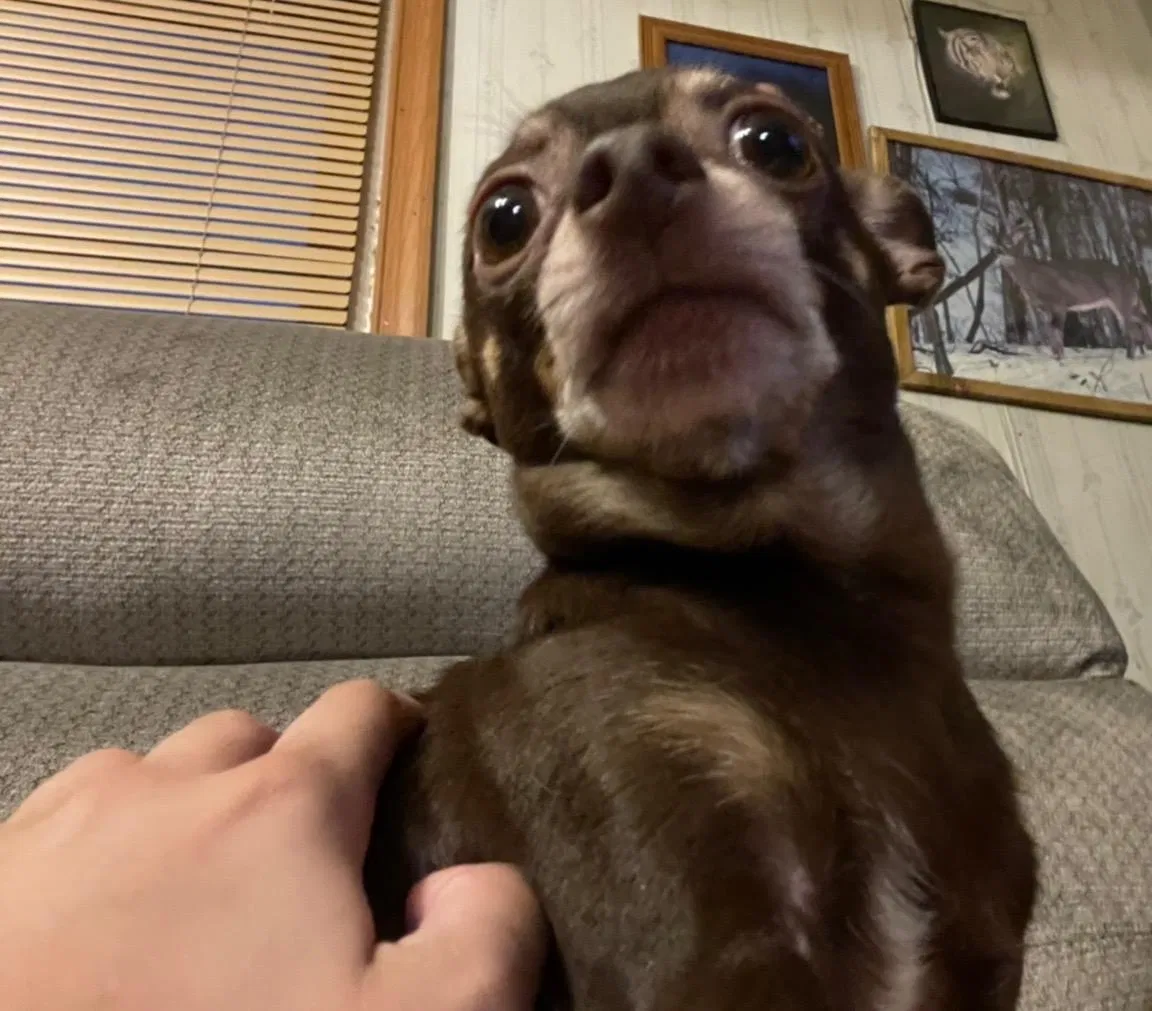 Lost dog in Wilkes Barre, PA, 18705