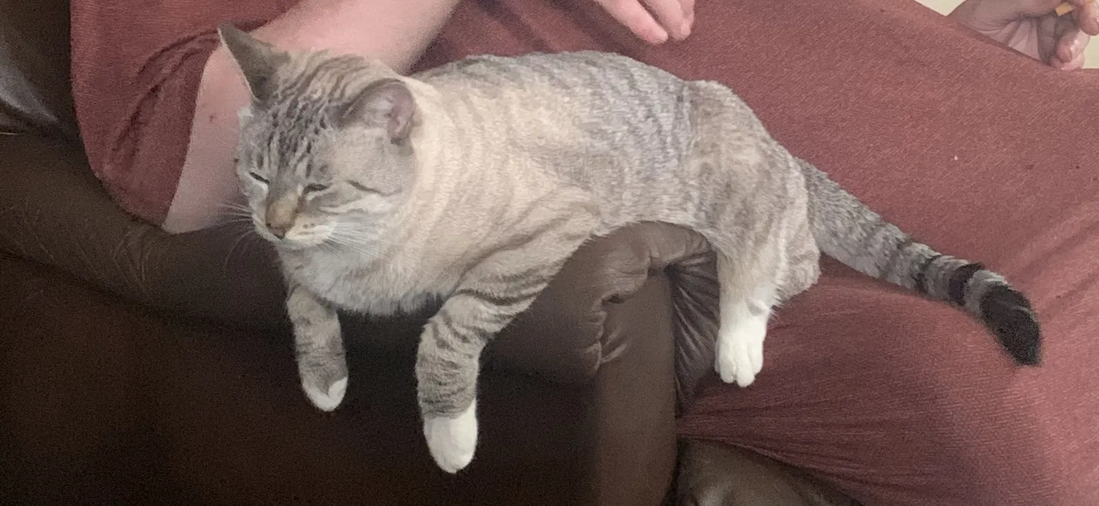 Lost cat in Norton, MA, 2766
