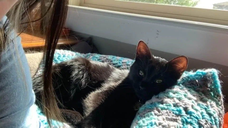 Lost cat in Denver, CO, 80238