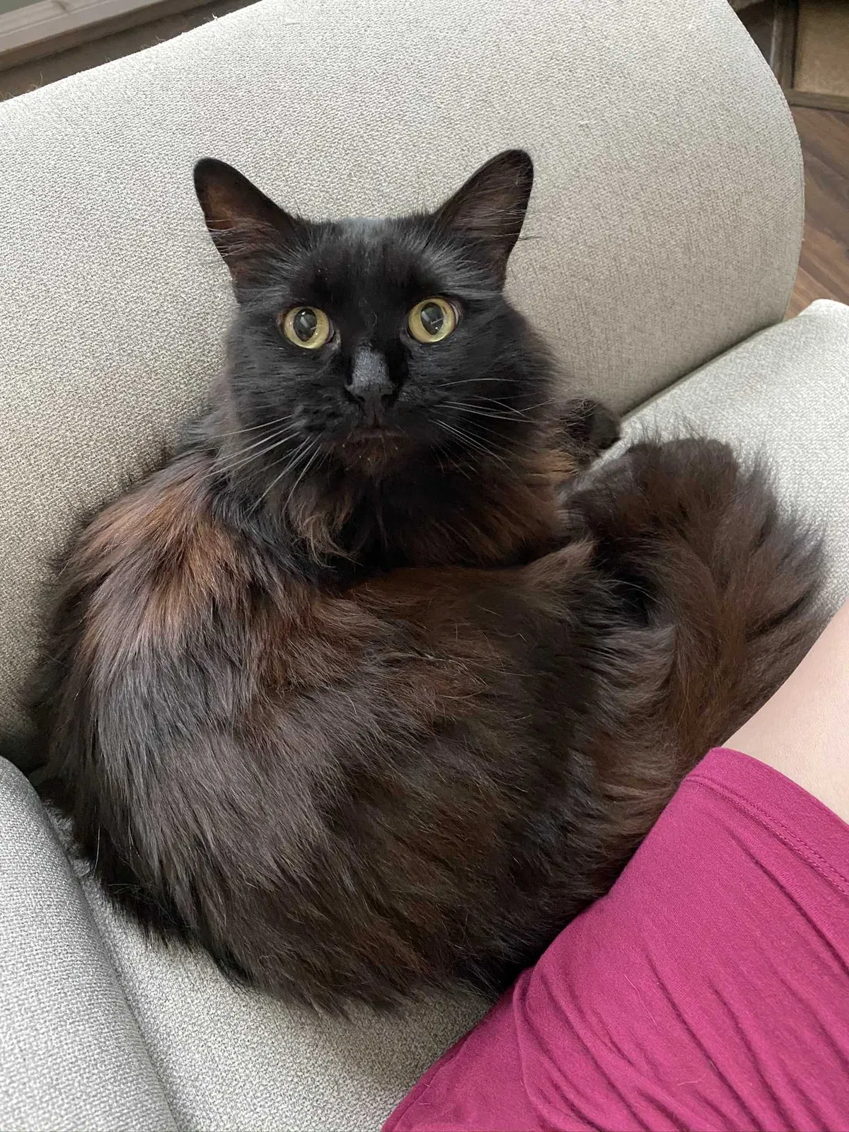 Lost cat in Richmond, TX, 77469