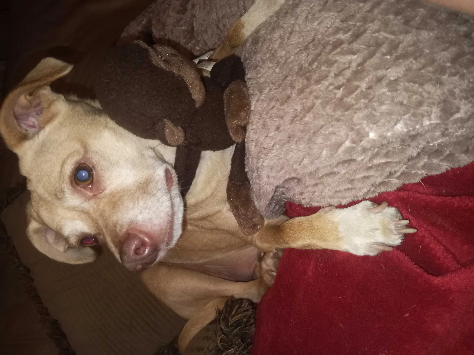 Lost dog in Enid, OK, 73703