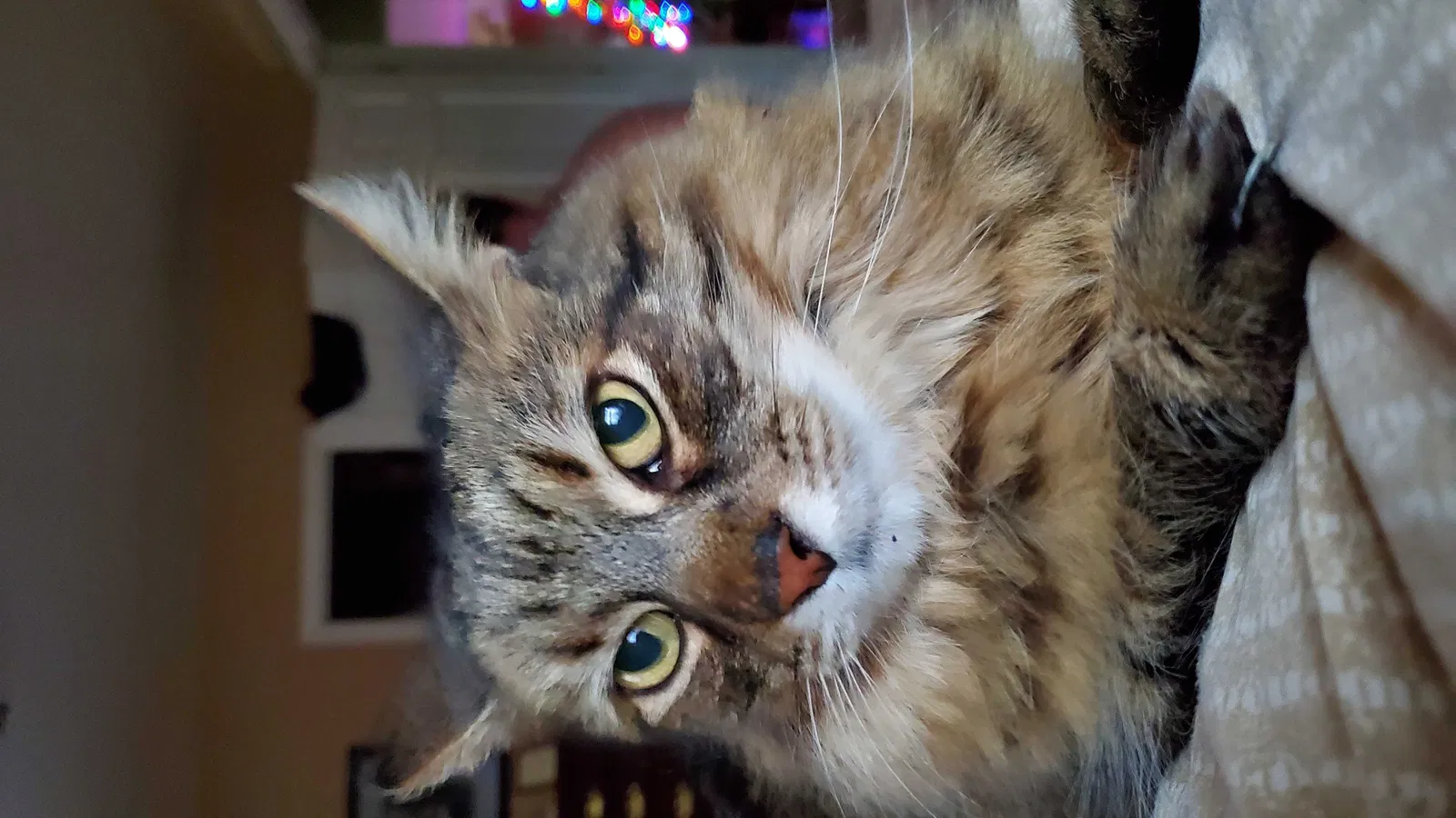 Lost cat in Gainesville, VA, 20155